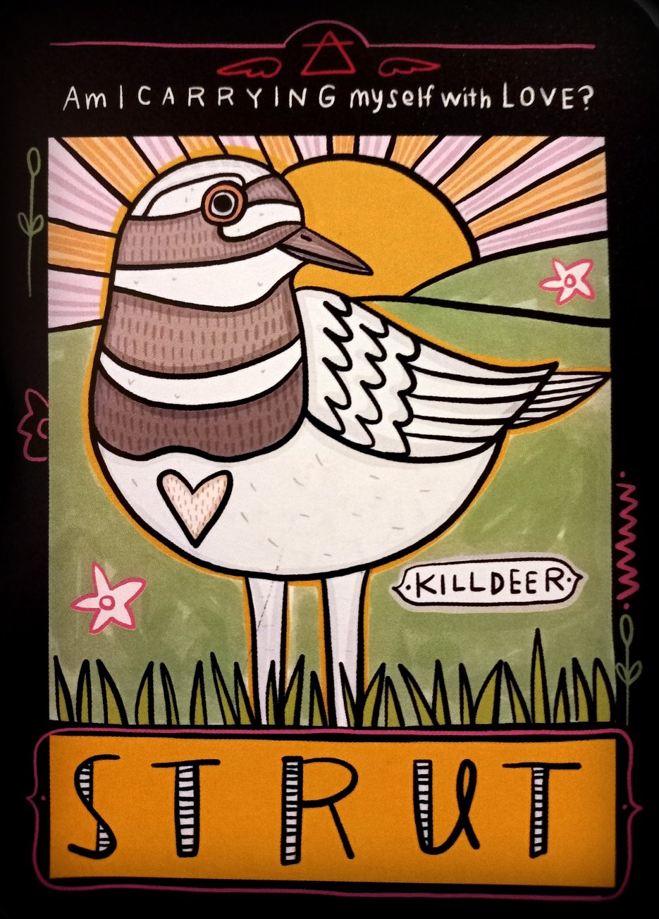 killdeer